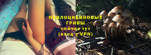 прущие грибы Сосновый Бор